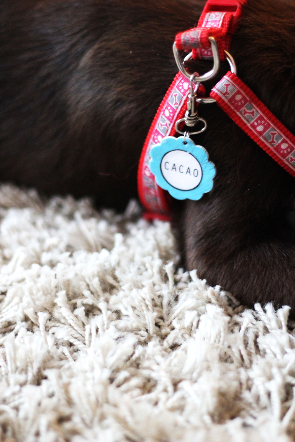 DIY | Dogtag