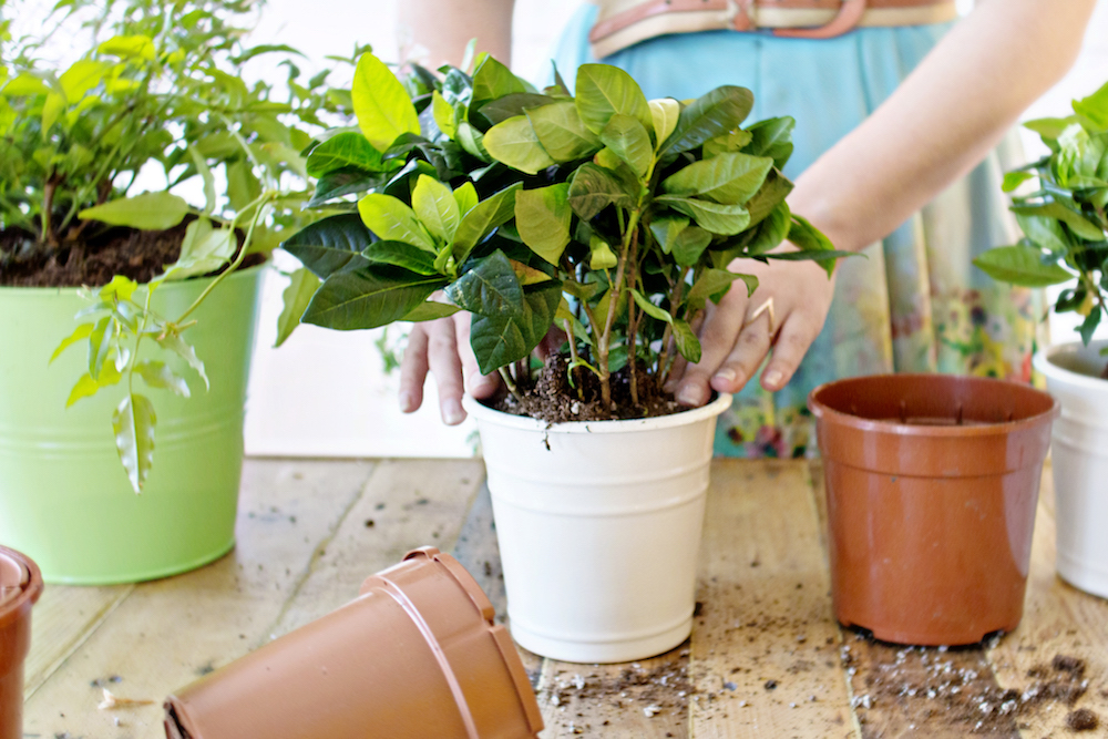 GREEN DIY | Wall Planter 