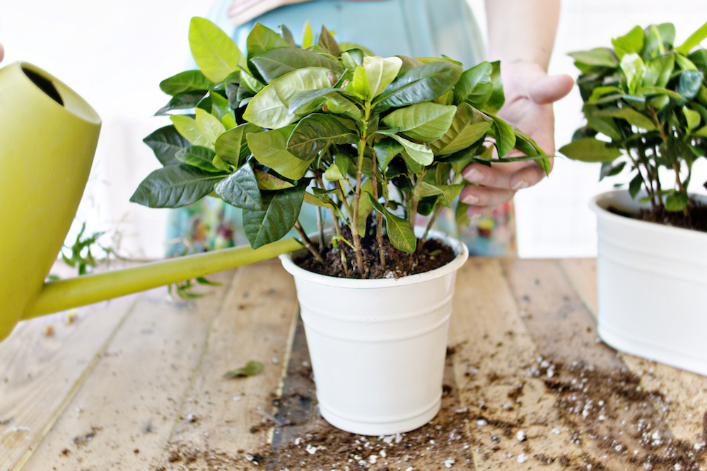 GREEN DIY | Wall Planter 